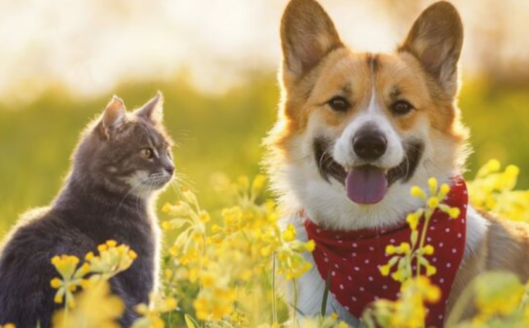  HAY MÁS DE 2.700.000 PERROS Y GATOS EN LOS HOGARES URUGUAYOS, Y HAY APOYO A MEDIDAS DE CONTROL POBLACIONAL